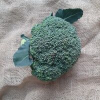 Broccoli