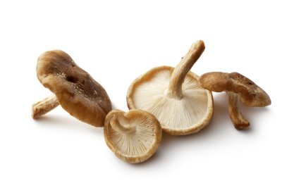 Paddestoelen