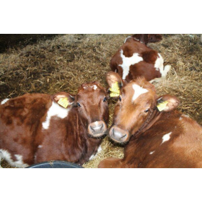 Kaasboerderij De Duinen