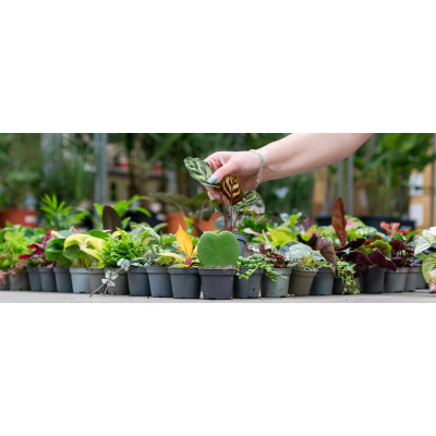 Foto 1 van Mieland 4 Roparun