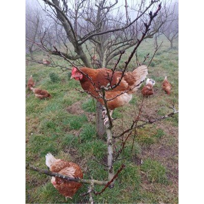 Foto 4 van Akenbuurt