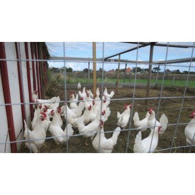 Foto 3 van Boer Jens