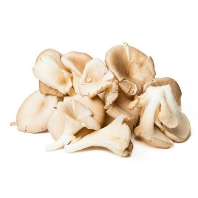 Foto 1 van Texelse paddenstoelenkwekerij