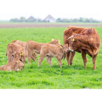 Foto 1 van VOF Dros - van Sambeek