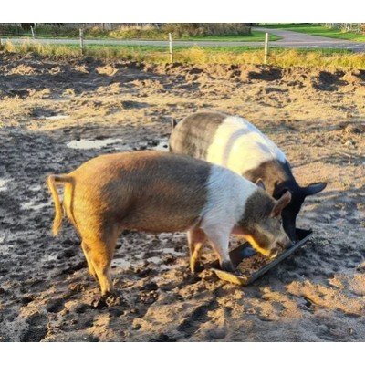 Foto 1 van De oude witte engel