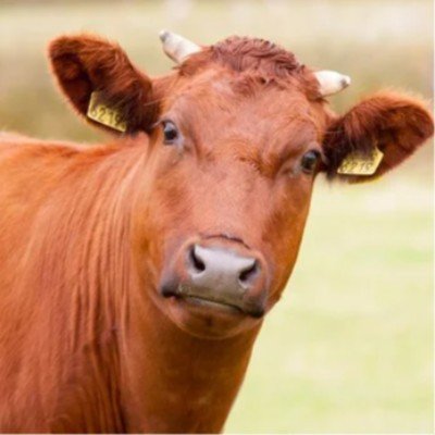 Foto 3 van De oude witte engel