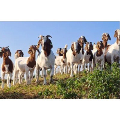 Foto 4 van De oude witte engel