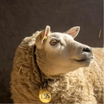 Foto 5 van De oude witte engel