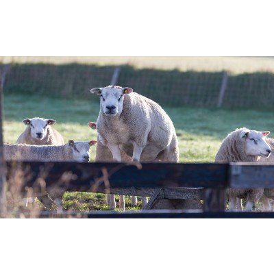 Foto 3 van De Waddel